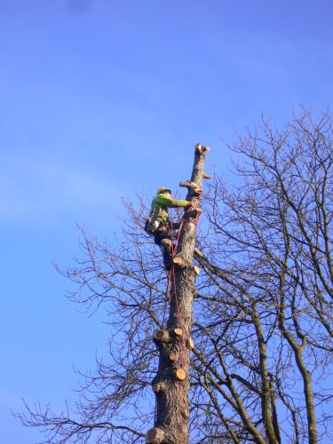 abattage d'arbre perilhon