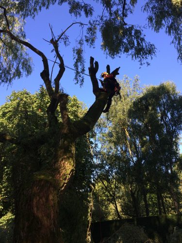 abattage d'un arbre perilhon