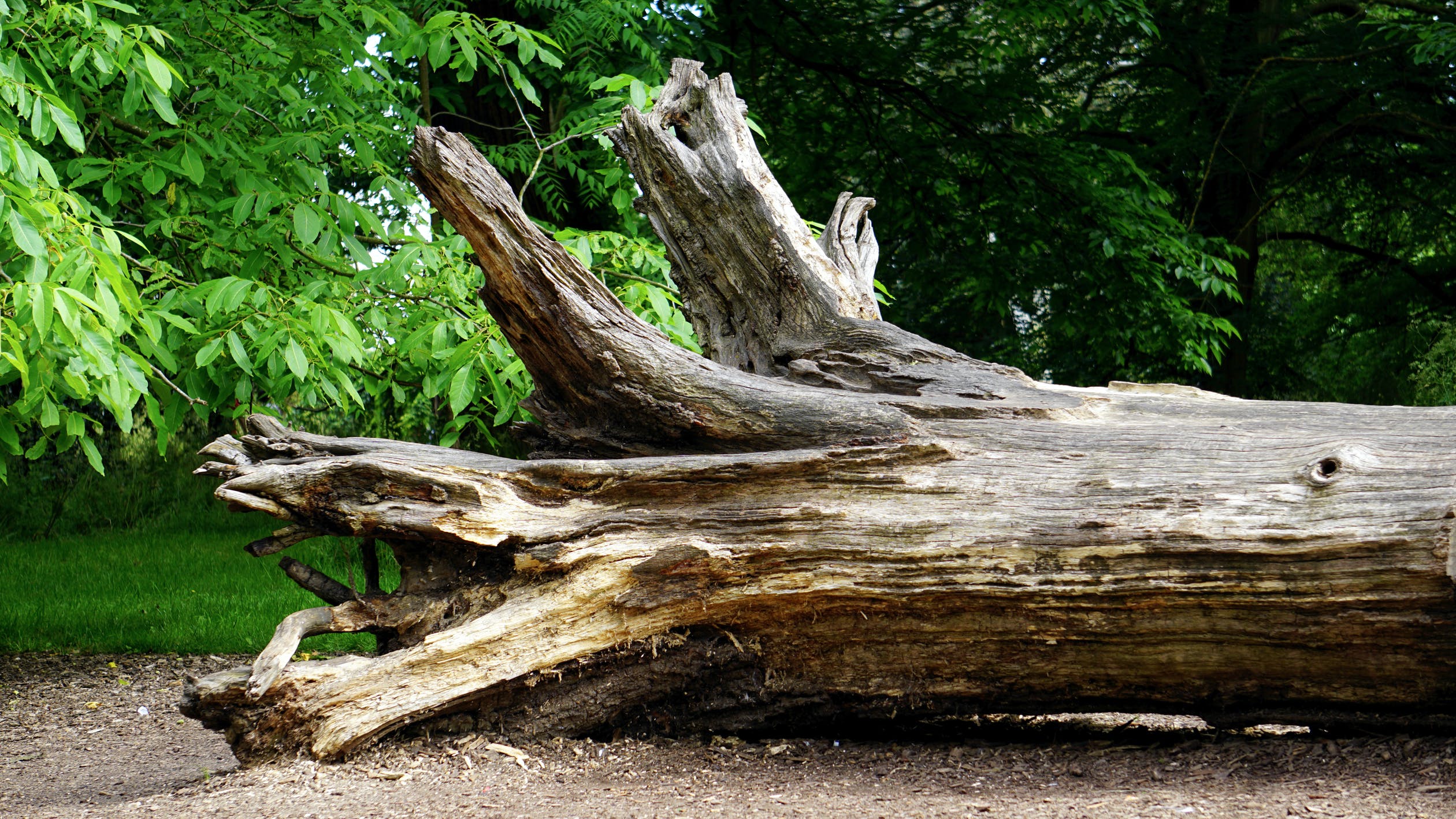 arbre et réglementation