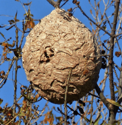 nid frelons asiatiques