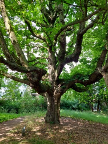 diagnostique arbre